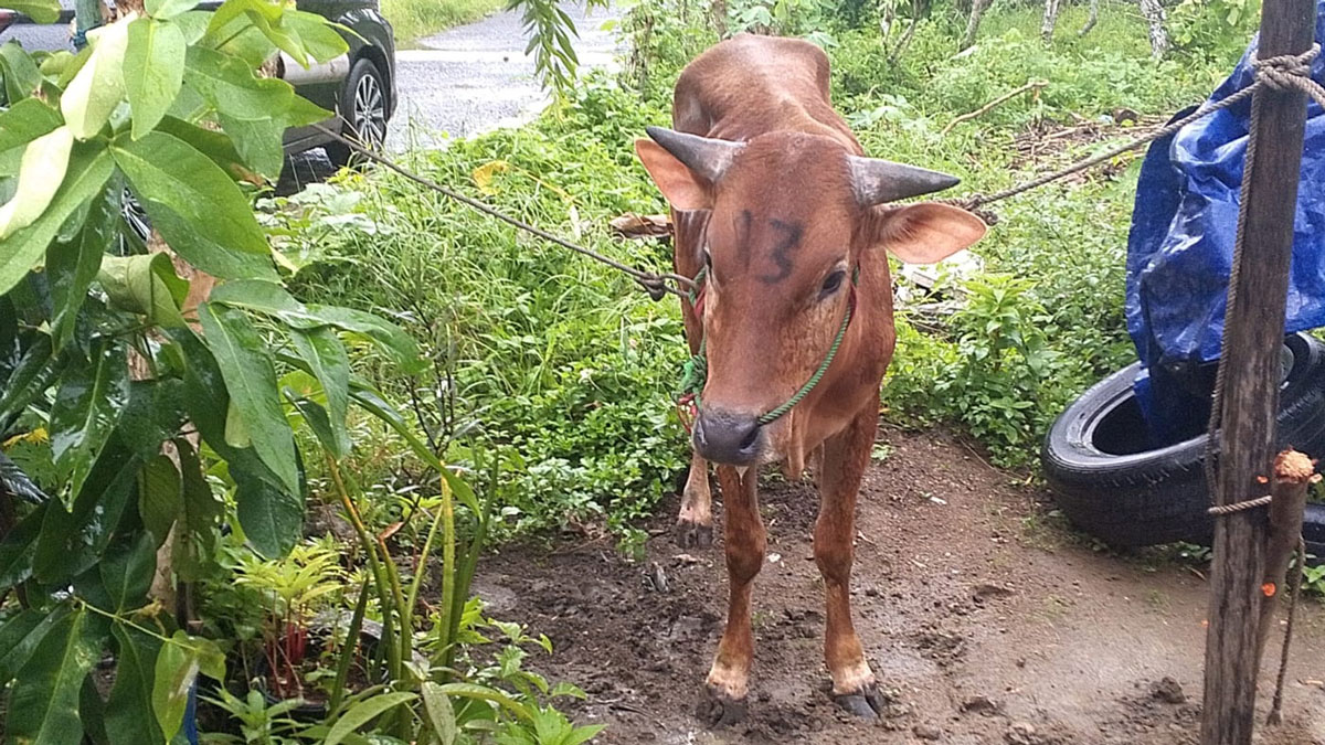 bantuan sapi kurban pwi belitung