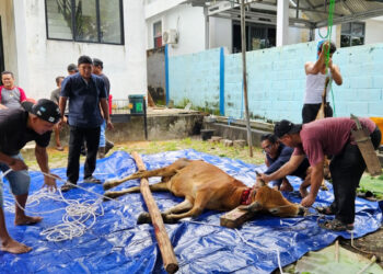 pokja wartawan belitung kurban idul adha 2026